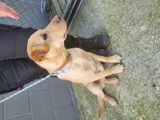 A picture of a six-month-old golden labrador named Rocky. He is looking away from the camera to the right-hand side and is wearing a collar and leash, which is being held by one of our staff members.